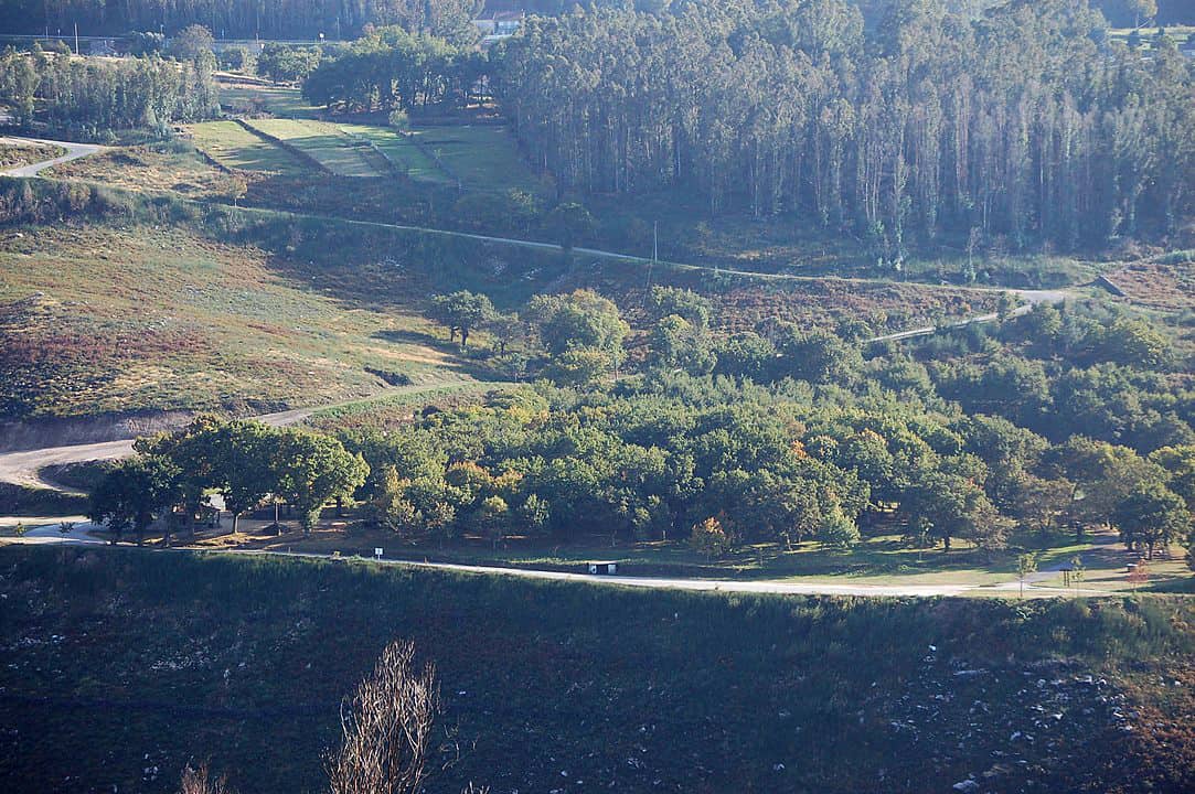 Carballeira de San Xusto. Foto: Adrián Estévez.